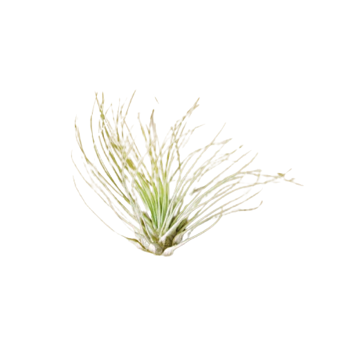Tillandsia Air Plant Fuchsii
