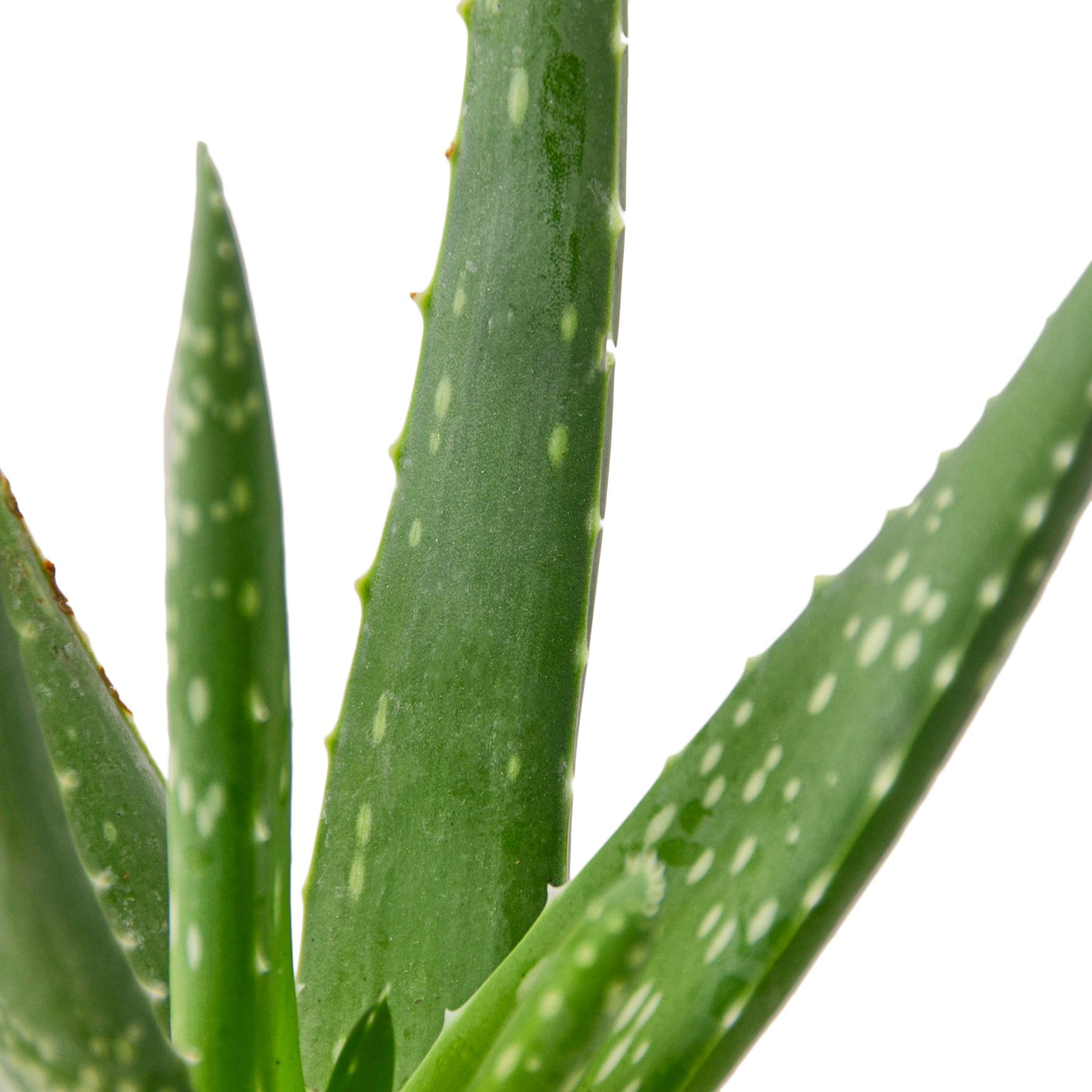 Aloe Vera Plant