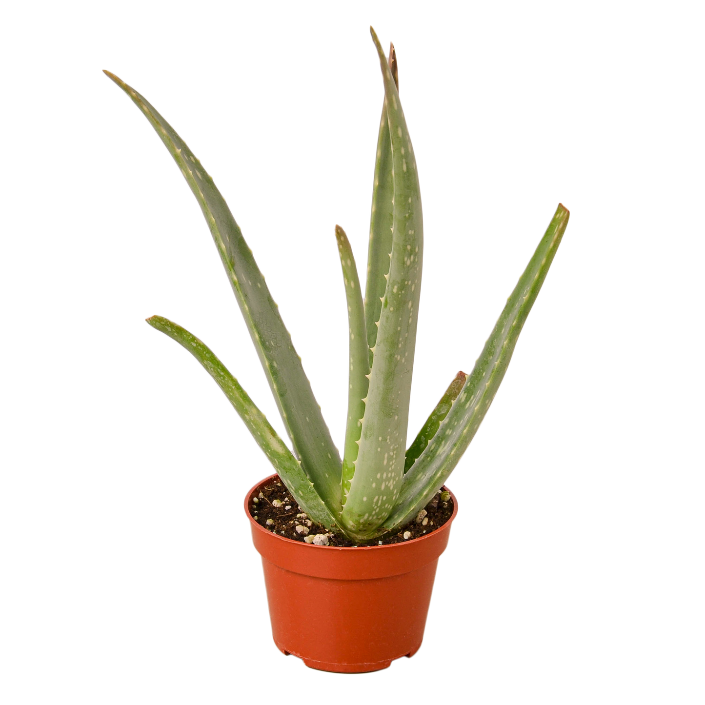 Aloe Vera Plant