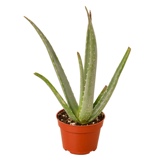 Aloe Vera Plant