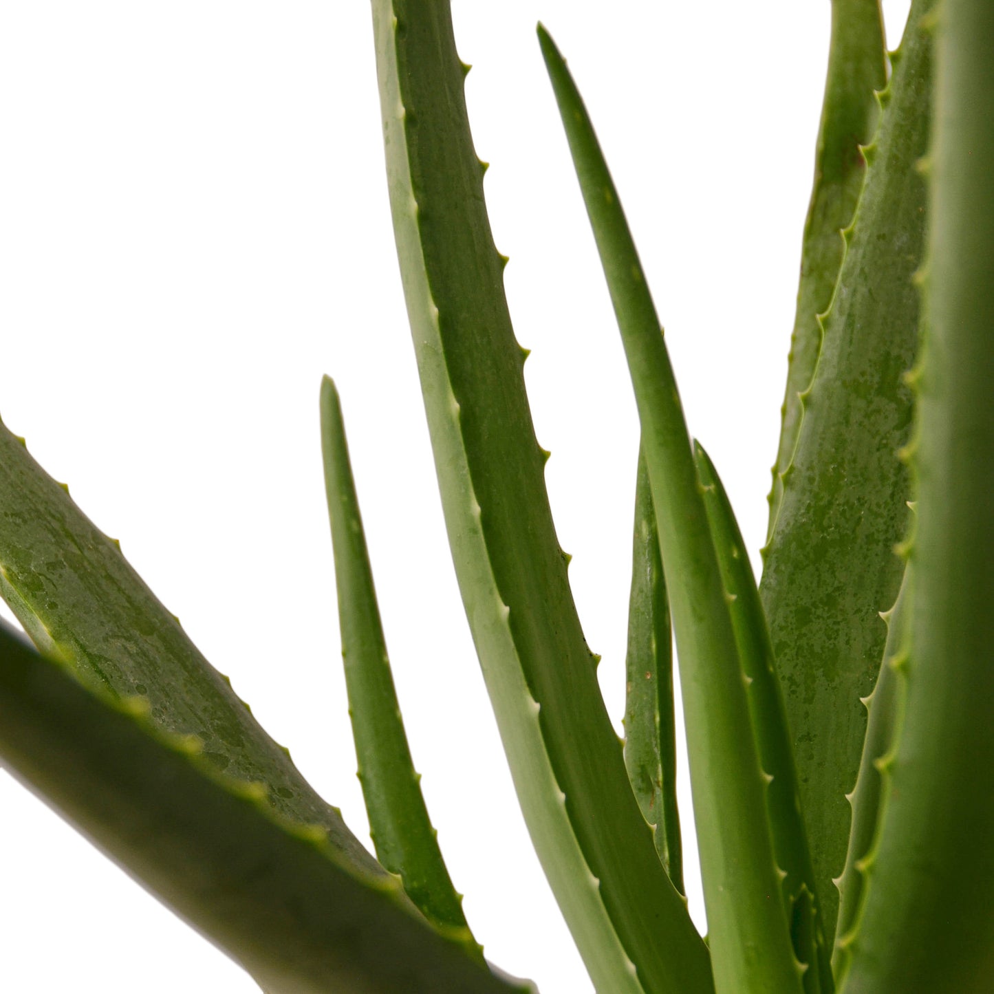 Aloe Vera Plant