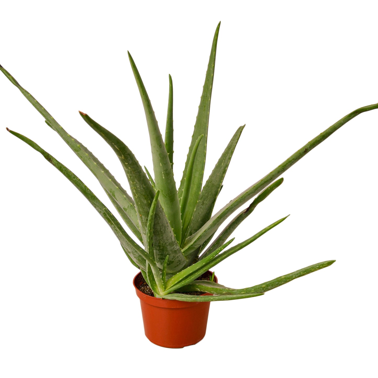 Aloe Vera Plant