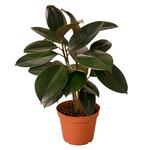 Ficus Elastica 'Burgundy' Rubber Plant