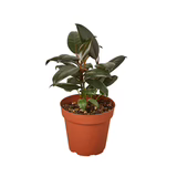 Ficus Elastica 'Burgundy' Rubber Plant