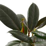 Ficus Elastica 'Burgundy' Rubber Plant