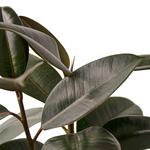 Ficus Elastica 'Burgundy' Rubber Plant