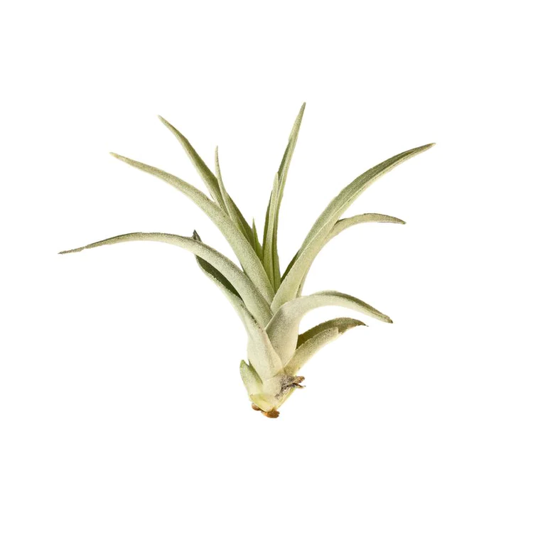 Tillandsia Air Plant Harrisii