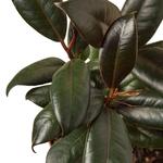 Ficus Elastica 'Burgundy' Rubber Plant