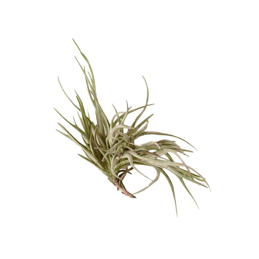 Tillandsia Air Plant Bandensis