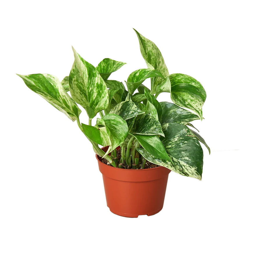 Pothos 'Marble Queen'